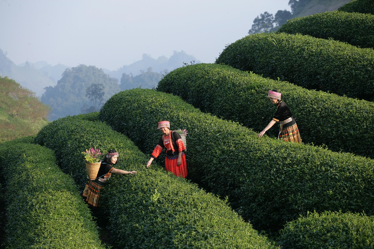 découvrez l'expérience locale authentique à travers des activités, des rencontres et des lieux uniques pour vivre votre destination comme un habitant. immergez-vous dans la culture locale !
