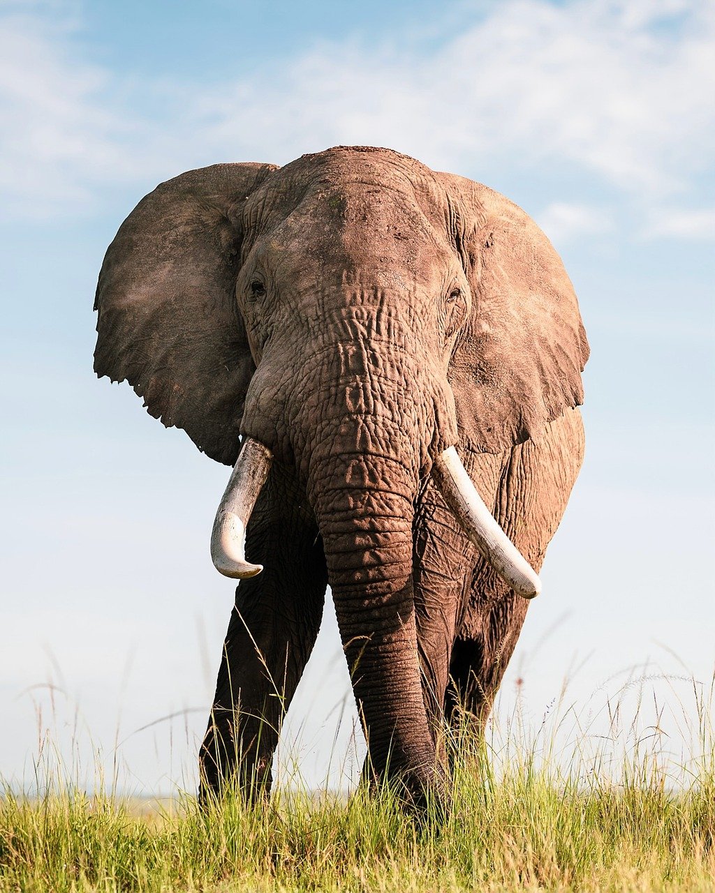 découvrez comment organiser un safari en afrique en 2025 tout en respectant votre budget. conseils, astuces et destinations abordables pour une aventure inoubliable.