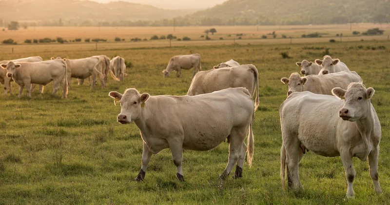 Ce qui fait tourner Rieupeyroux : terre, élevage et commerces