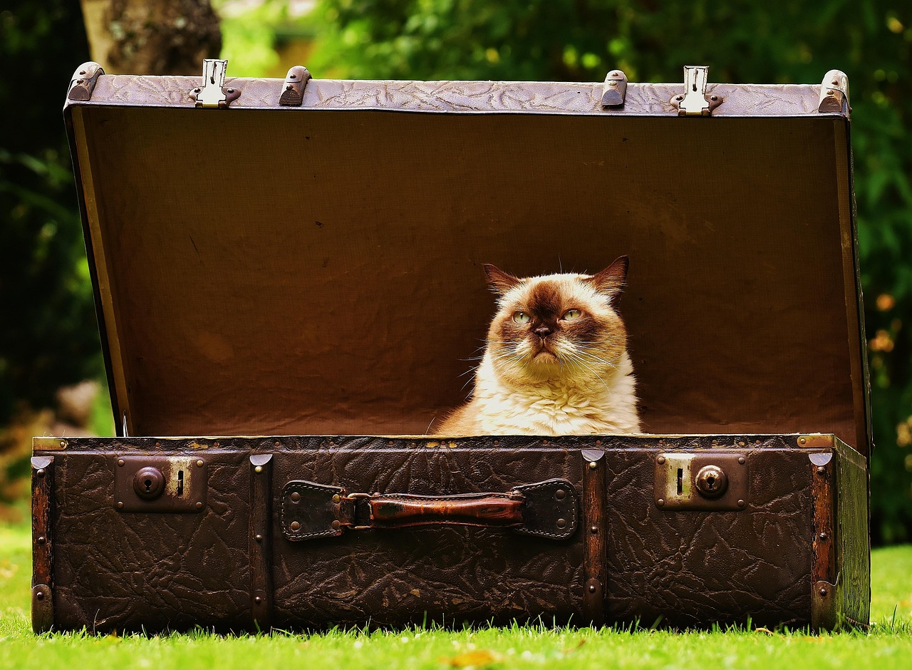 Comment optimiser sa valise cabine pour voyager léger en 2025