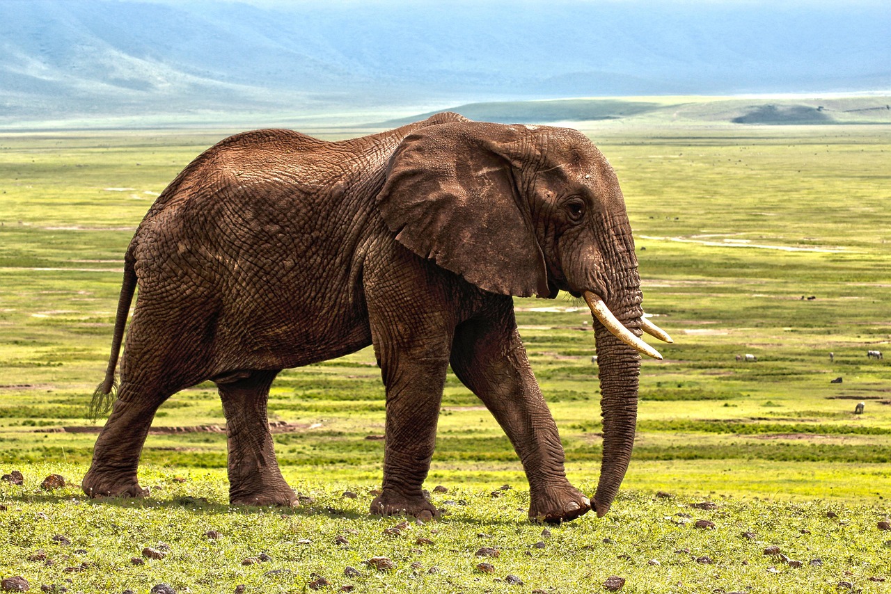 safari en Afrique : quels sont les prix en 2025 et comment bien budgéter votre aventure ?
