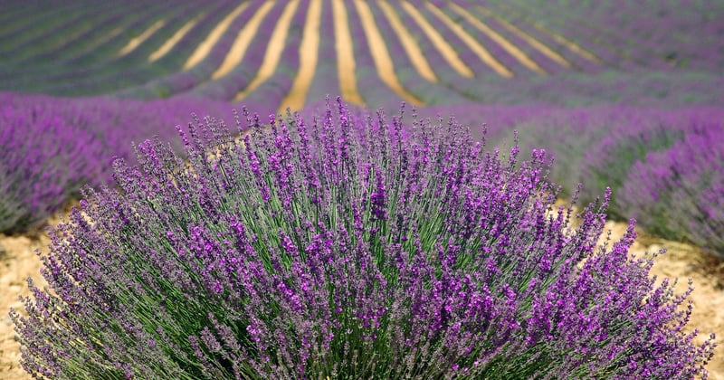 L'actualité qui compte vraiment avant de partir en Provence