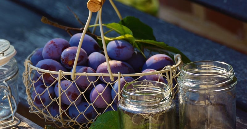 Recette confiture de prunes rouges : le secret d'une texture parfaite