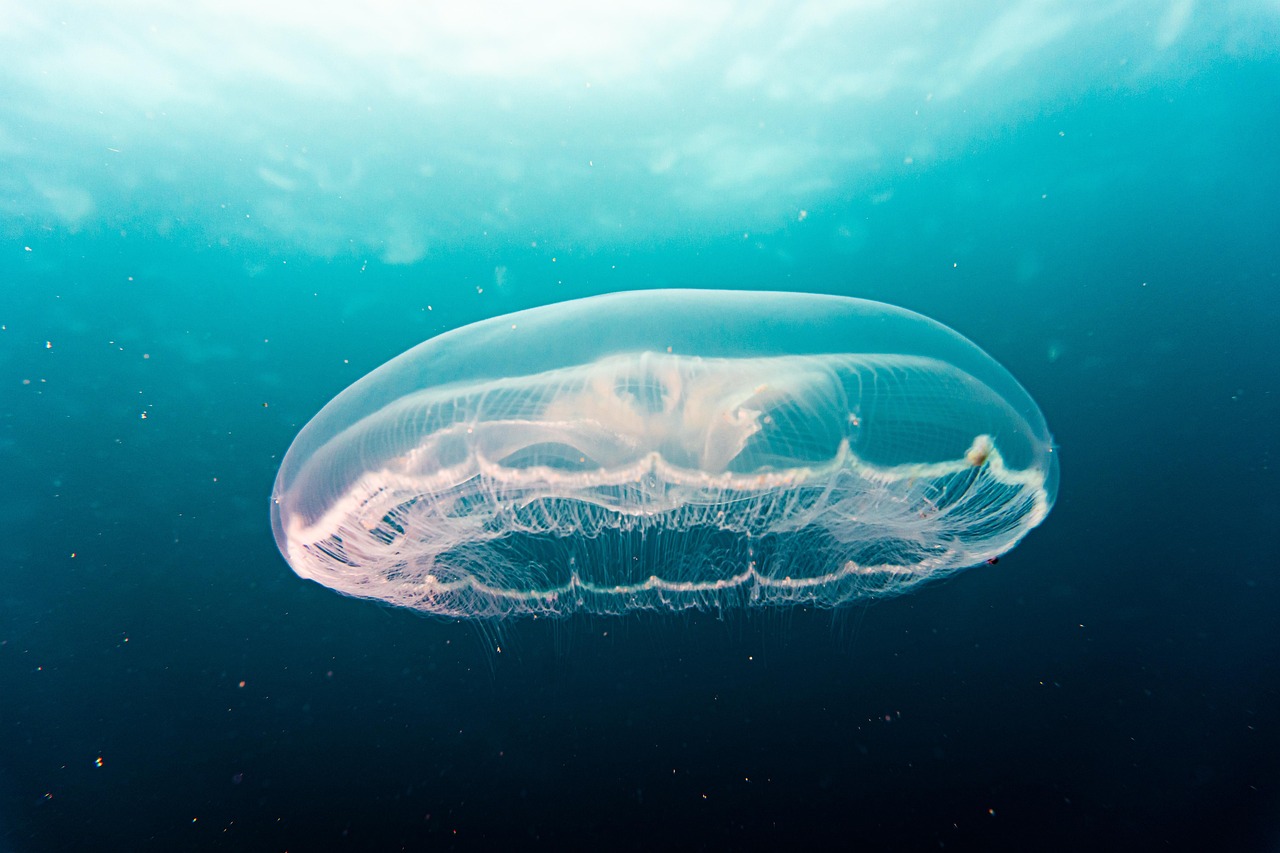 découvrez l'expérience unique d'un hôtel sous-marin, où le luxe rencontre la mer. séjournez dans des chambres avec vue panoramique sur la vie marine, profitez de services haut de gamme et vivez des moments inoubliables dans un cadre aquatique exceptionnel.