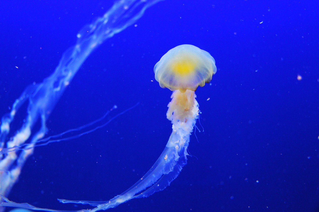 découvrez l'expérience unique d'un hôtel sous-marin, où le luxe rencontre la mer. plongez dans un monde fascinant d'aventures aquatiques et de vues imprenables sur la vie marine, tout en savourant un hébergement haut de gamme.