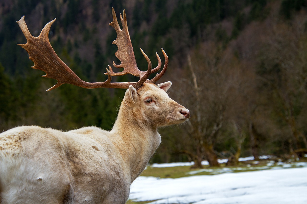 découvrez la diversité fascinante de la faune sauvage à travers le monde. plongez dans des écosystèmes uniques et explorez les comportements des animaux dans leur habitat naturel. une aventure enrichissante pour les passionnés de nature et de biodiversité.
