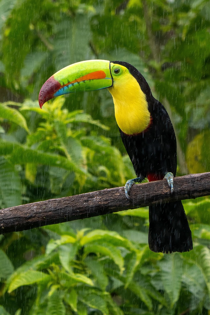 découvrez la richesse et la diversité de la faune sauvage à travers nos articles captivants. explorez les habitats naturels, les espèces en danger et les efforts de conservation pour préserver la biodiversité. un voyage fascinant au cœur de la nature!