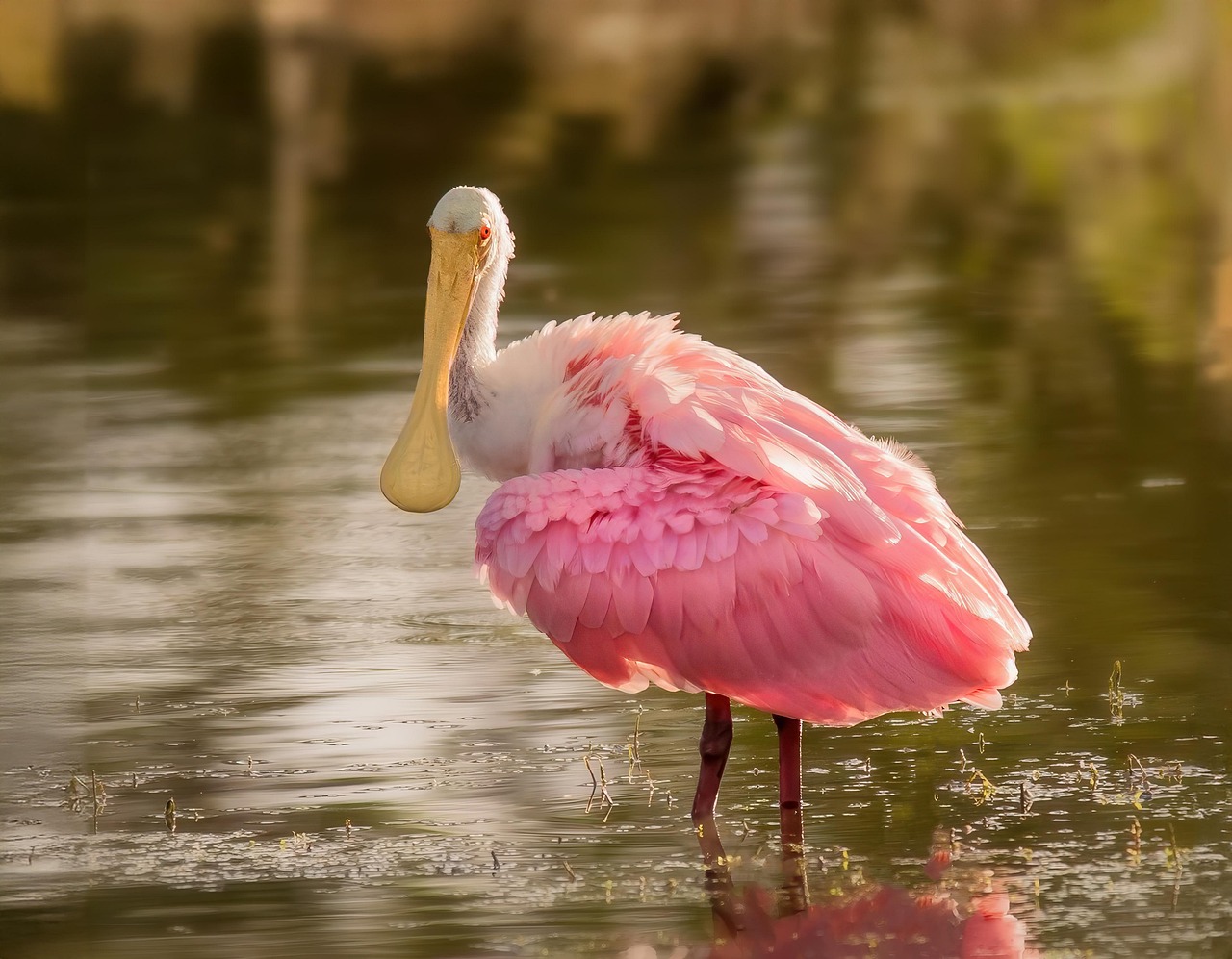découvrez la merveilleuse diversité de la faune sauvage à travers le monde. explorez les habitats naturels, apprenez sur les espèces menacées et engagez-vous pour la protection de la biodiversité. plongez dans l'univers fascinant des animaux et de leurs comportements.