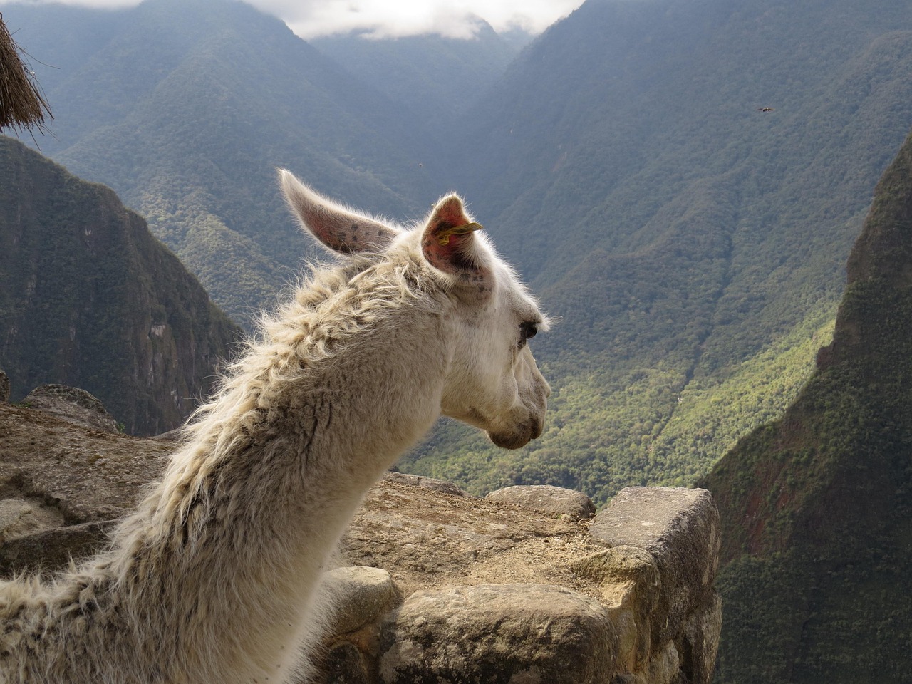 préparez votre trek au machu picchu avec notre guide complet : conseils essentiels, équipement recommandé, astuces de sécurité et meilleure période pour une aventure inoubliable.
